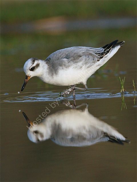 Grey Phalarope